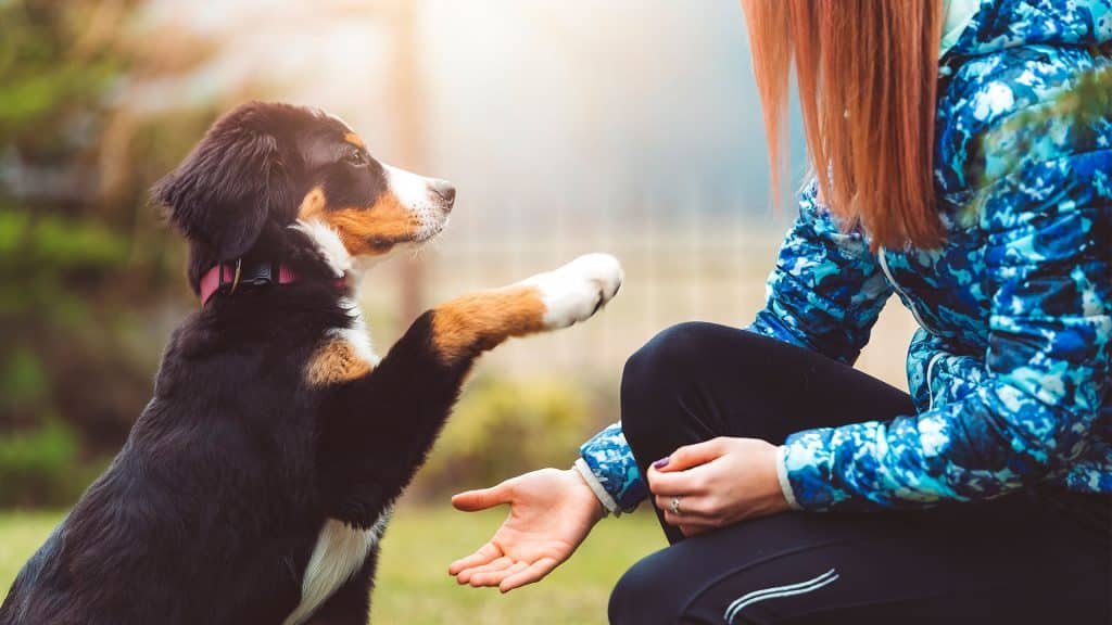 Dog Given its paw to a lady